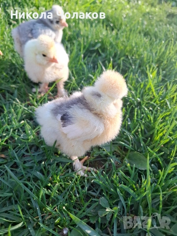 Струмски стандарт пилета , снимка 6 - Кокошки и пуйки - 54298608