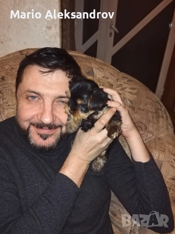 Мини Йорки с родословие паспорт и първа ваксина на 50-се дни, снимка 2 - Йоркширски териер - 52855315