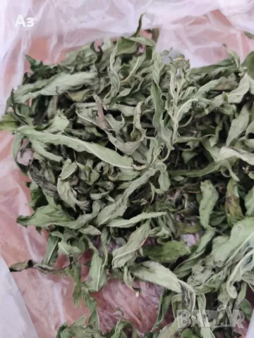 Продавам Сух джоджен (на листа или наронен), реколта 2025 г., снимка 3 - Домашни продукти - 46910995