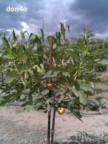 смокини , снимка 8 - Градински цветя и растения - 46435453