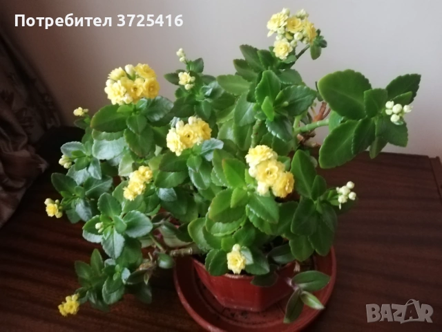 Цвете каланхое голямо