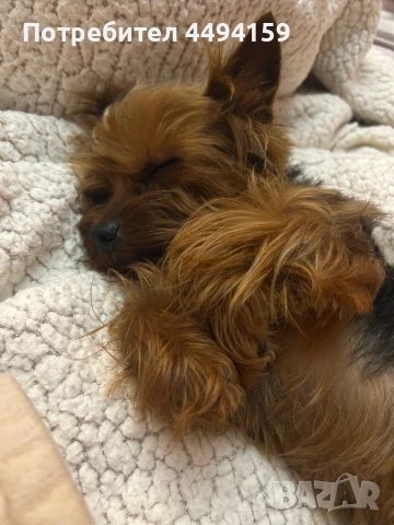 Мъжко мини Йорки за разплод, снимка 1