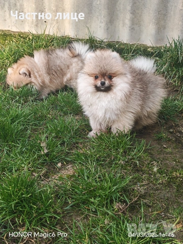 померан, снимка 3 - Померан - 53341789