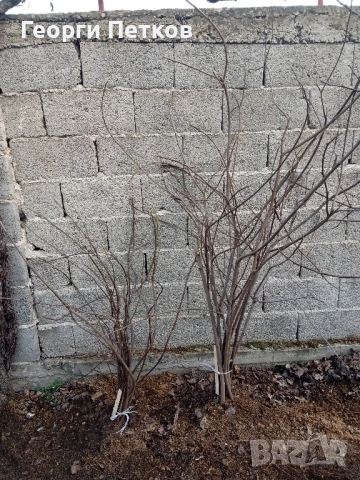 Смокинови фиданки, снимка 2 - Градински цветя и растения - 53703048