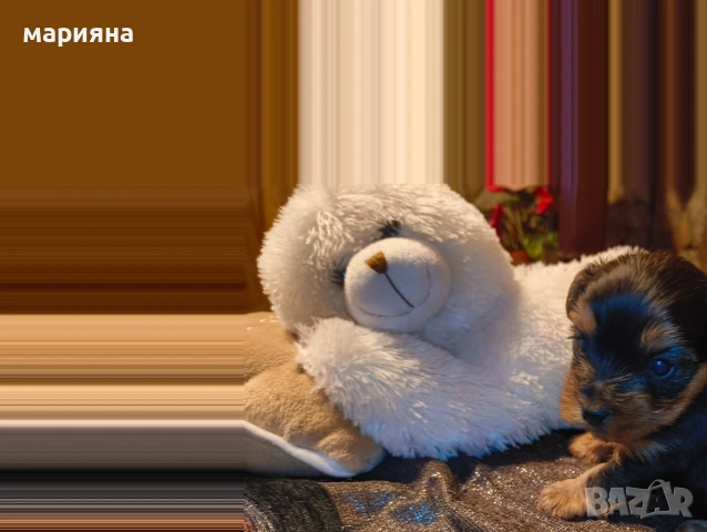 Малък господин