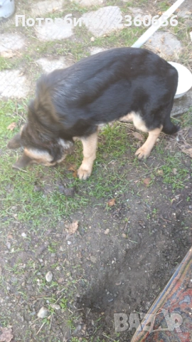 Немска овчарка мъжко куче