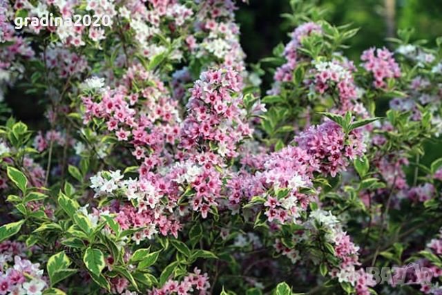 Вайгела “Пъстролистна” / Weigela “Variegata” Цена 8лв, снимка 1 - Разсади - 46324919