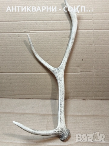 Еленски Рог, Рога. / НОМЕР 1680., снимка 5 - Антикварни и старинни предмети - 53784220