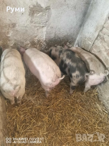 Продавам прасенца