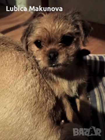 Мопс, снимка 5 - Йоркширски териер - 52815160