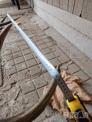 Еленски рога трофей, снимка 2 - Антикварни и старинни предмети - 52977507