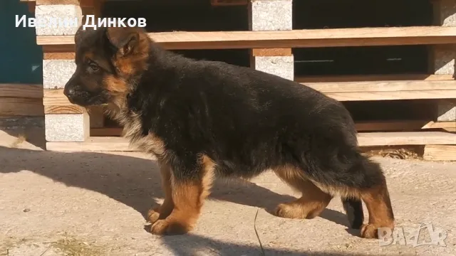 Немски овчарки с родословие от развъдник в Бургас , снимка 3 - Немска овчарка - 49122866