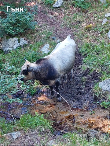 бикове и крави, снимка 3 - Крави - 53624191