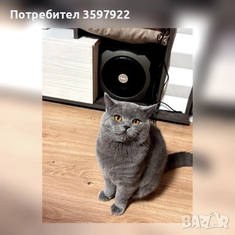 Син британец British Shorthair – 9 месеца, снимка 3 - Британска късокосместа - 53710277