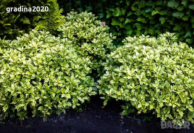 Османтус 'Goshiki', снимка 3 - Разсади - 53102822