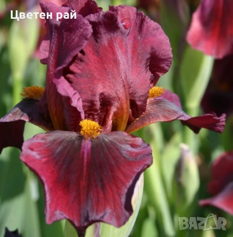 Ризоми на ириси микс цвят на късмет от показаните , снимка 13 - Градински цветя и растения - 51088604