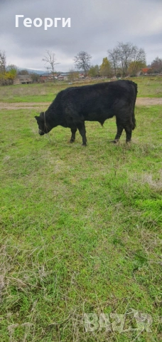 Бик Абърдийн ангус , снимка 3 - Крави - 52794227