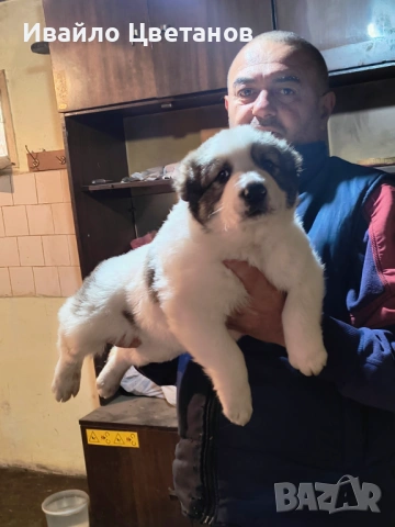 Алабай, снимка 6 - Средноазиатска овчарка - 53167876