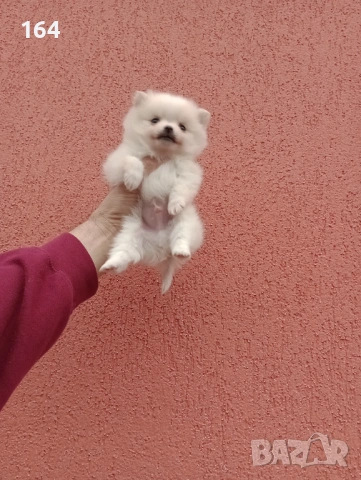 Миниатюрно мини момче. Померанче. Реални снимки от 13.02.26 г. , снимка 3 - Померан - 53464972