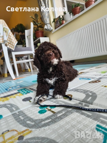 Лагото романьоло