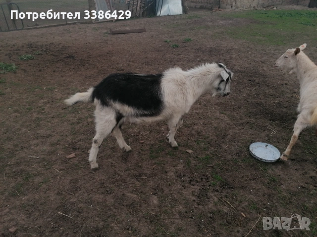 Продават се мъжки кастрирани и пръч, снимка 2 - Кози - 54171466