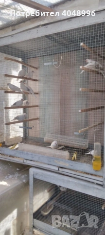 Диамантени гугутки, снимка 12 - други­ - 53929116