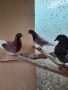 Продавам гълъби типрери, снимка 2