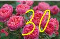 Продавам рози в контейнери, снимка 1 - Градински цветя и растения - 45109095