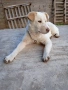 Подарявам бяло кученце, снимка 1