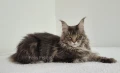 Мейн кун Мейн Куун коте Maine Coon , снимка 8