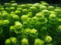 Лимнофила(Limnophila sessiliflora), снимка 2