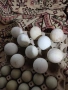 Яйца от гъски 10 бр., снимка 2
