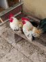 млади работещи петлета джинки , снимка 1 - Кокошки и пуйки - 45538480
