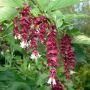 Лейцестерия Хималайски орлови нокти (Leycesteria formosa Himalayan honeysuckle)