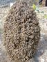 Рояци и Пчелни отводки, снимка 1 - Стоки за пчели - 44392153