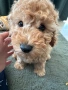 Пудел мини женско , снимка 1