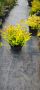 Спирея golden princess , снимка 1 - Градински цветя и растения - 45375364