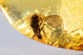 Полиран Балтийски кехлибар с насекомо муха 5.5ct