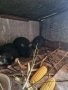 Продавам зайци калифорнийски, снимка 2