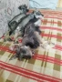 Мини шнауцер , снимка 5