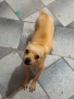 Продавам пинчери, снимка 3