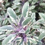 Шарена Салвия, Salvia officinalis, многогодишна, снимка 2