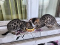 Бенгалска котка , снимка 1