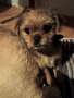 Мопс, снимка 5
