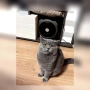 Син британец British Shorthair – 9 месеца, снимка 3