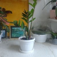 Замиокулькас , снимка 1 - Стайни растения - 45369501