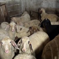 Продавам агнета за домазлък Асаф, снимка 11 - Овце - 45236551