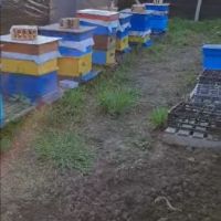 Пчелни семейства с кошерите , снимка 2 - Други животни - 45455709