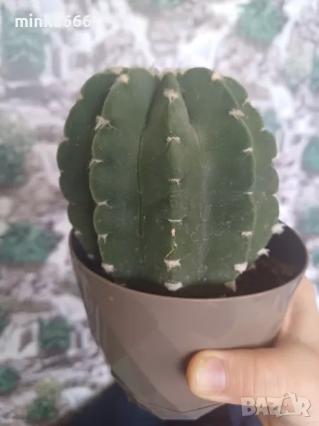 Кактус, снимка 1
