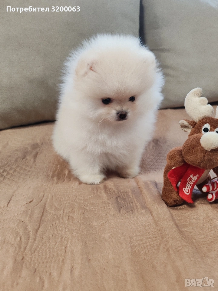 Померан мини мъжки., снимка 1